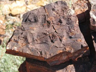 fossilized microbial mats.