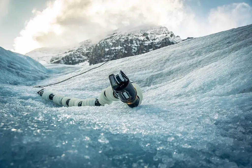 eels on icy surface.jpg